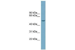WB Suggested Anti-FAM98A Antibody Titration: 0. (FAM98A antibody  (Middle Region))