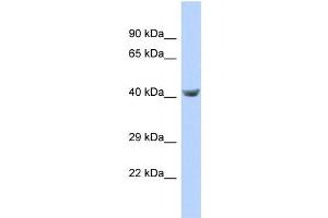 Host:  Rabbit  Target Name:  TPTE  Sample Type:  721_B Whole cell lysates  Antibody Dilution:  1. (TPTE antibody  (C-Term))