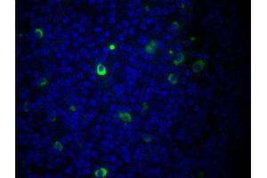 Paraffin embedded mouse lymph node section was stained with Goat F(ab’)2 Anti-Mouse IgM, Human ads-FITC followed by DAPI. (Goat anti-Mouse IgM Antibody (FITC) - Preadsorbed)