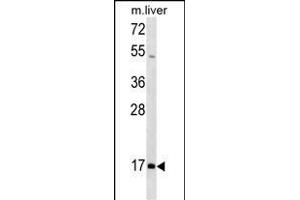 HOXA1 Antibody (N-term) (ABIN1539611 and ABIN2849947) western blot analysis in mouse liver tissue lysates (35 μg/lane). (HOXA1 antibody  (N-Term))