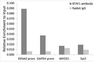 Chromatin immunoprecipitation analysis of extracts of HeLa cells, using BT antibody (ABIN6129999, ABIN6137676, ABIN6137677 and ABIN6221500) and rabbit IgG. (BTAF1 antibody  (AA 1600-1849))