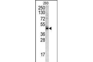 Western blot analysis of WNT4 antibody (C-term) (ABIN390635 and ABIN2840938) in 293 cell line lysates (35 μg/lane). (WNT4 antibody  (C-Term))