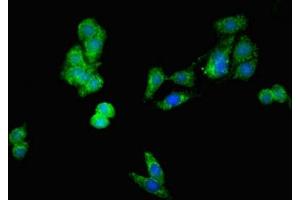 Immunofluorescent analysis of HepG2 cells using ABIN7149840 at dilution of 1:100 and Alexa Fluor 488-congugated AffiniPure Goat Anti-Rabbit IgG(H+L) (DIABLO antibody  (AA 168-236))