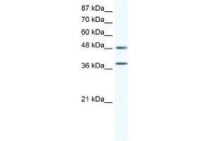 MAPK14 antibody (20R-1305) used at 0. (MAPK14 antibody  (C-Term))