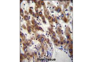 PHF20 Antibody immunohistochemistry analysis in formalin fixed and paraffin embedded human liver tissue followed by peroxidase conjugation of the secondary antibody and DAB staining.
