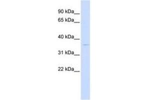 Image no. 1 for anti-PiggyBac Transposable Element Derived 2 (PGBD2) (AA 252-301) antibody (ABIN6743773) (PGBD2 antibody  (AA 252-301))