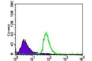 Flow cytometric analysis of HeLa cells using CDH5 mouse mAb (green) and negative control (purple). (Cadherin 5 antibody  (AA 29-223))