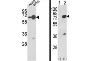 (LEFT) Western blot analysis of HNRPL Antibody (Center) in HepG2, Jurkat cell line lysates (35ug/lane).