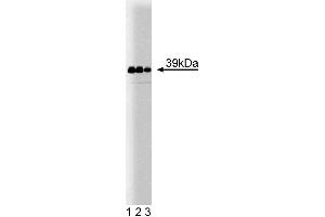 Western blot analysis of Jun on human endothelial cell lysate. (C-JUN antibody  (AA 26-175))