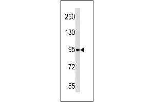 NELL1 Antibody (N-term) (ABIN1881575 and ABIN2843261) western blot analysis in HL-60 cell line lysates (35 μg/lane).