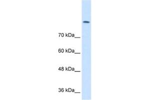Western Blotting (WB) image for anti-Chloride Channel 3 (CLCN3) antibody (ABIN2461160) (CLCN3 antibody)