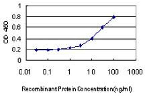 COL4a6 antibody  (AA 1-73)