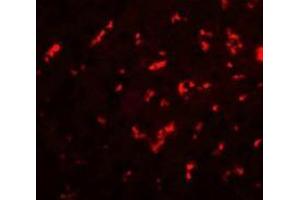 Immunofluorescence of DRGX in rat liver cells with DRGX antibody at 20 ug/mL. (DRGX antibody  (C-Term))