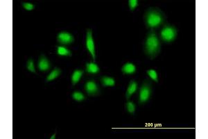 Immunofluorescence of purified MaxPab antibody to MDM4 on HeLa cell. (MDM4-binding Protein antibody  (AA 1-490))