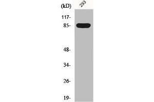 Western Blot analysis of 293 cells using GPR156 Polyclonal Antibody (GPR156 antibody  (Internal Region))