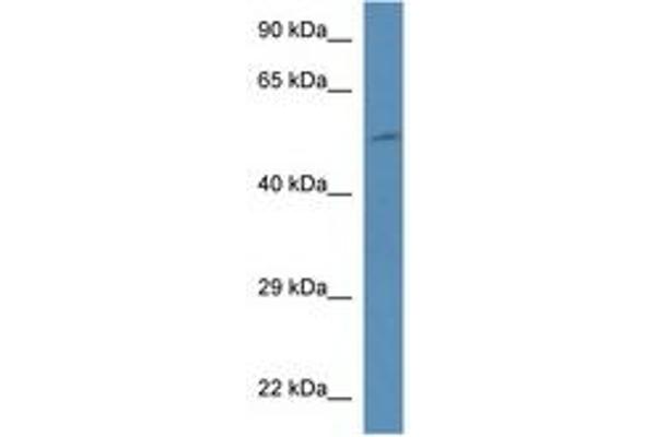PI4K2B antibody  (AA 90-139)