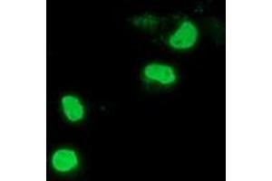 Anti-PPWD1 mouse monoclonal antibody (ABIN2453500) immunofluorescent staining of COS7 cells transiently transfected by pCMV6-ENTRY PPWD1 (RC204570). (PPWD1 antibody)