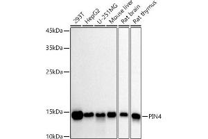 Western blot analysis of extracts of various cell lines, using PIN4 antibody (ABIN7269208) at 1:1000 dilution. (PIN4 antibody)