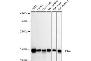 Western blot analysis of extracts of various cell lines, using PIN4 antibody (ABIN7269208) at 1:1000 dilution. (PIN4 antibody)