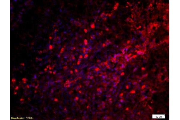 C5 antibody  (AA 701-755)