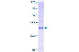 C19orf10 Protein (AA 32-173) (GST tag)