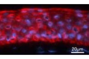 Immunofluorescence analysis of human cornea tissue, using Keratin 12 polyclonal antibody  .