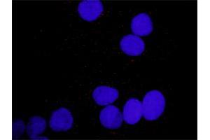 Proximity Ligation Analysis of protein-protein interactions between PDGFA and PLCG1. (PDGFA antibody  (AA 1-211))