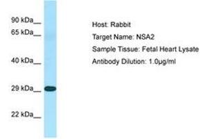 Image no. 1 for anti-NSA2 Ribosome Biogenesis Homolog (NSA2) (N-Term) antibody (ABIN6750061) (NSA2 antibody  (N-Term))