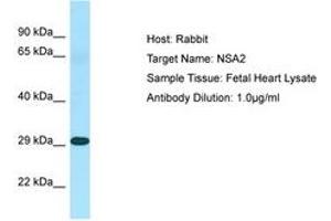 NSA2 antibody  (N-Term)