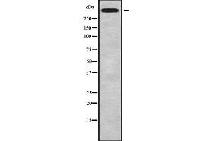 Western blot analysis of CHD6 using MCF7 whole cell lysates (CHD6 antibody  (C-Term))