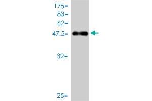 Western Blot detection against Immunogen (47. (COMMD7 antibody  (AA 1-200))