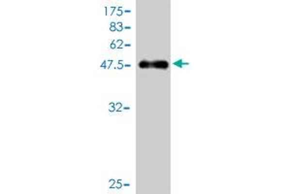 COMMD7 antibody  (AA 1-200)