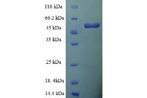SDS-PAGE (SDS) image for D-Amino-Acid Oxidase (DAO) (AA 1-347), (full length) protein (His-SUMO Tag) (ABIN4975735)
