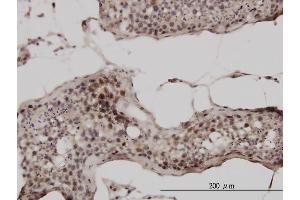 Immunoperoxidase of monoclonal antibody to UBB on formalin-fixed paraffin-embedded human testis. (Ubiquitin B antibody  (AA 1-76))