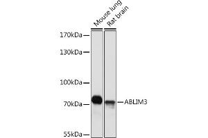 Western blot analysis of extracts of various cell lines, using  Rabbit pAb (ABIN7265381) at 1:1000 dilution.