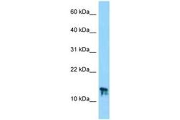 C9orf25 antibody  (AA 49-98)