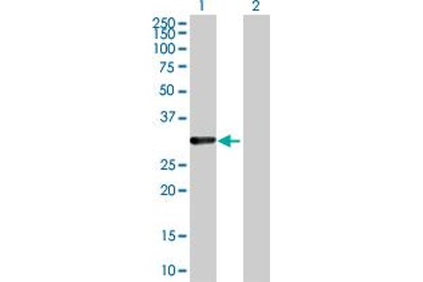 CDCA8 antibody  (AA 1-280)