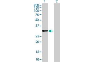 Western Blot analysis of CDCA8 expression in transfected 293T cell line by CDCA8 MaxPab polyclonal antibody.