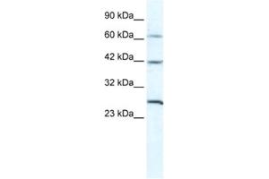 Western Blotting (WB) image for anti-Gap Junction Protein, gamma 1, 45kDa (GJC1) antibody (ABIN2461386) (GJC1 antibody)