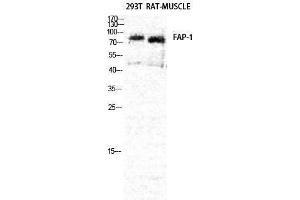 Western Blotting (WB) image for anti-Fibroblast Activation Protein, alpha (FAP) (Internal Region) antibody (ABIN3177364) (FAP antibody  (Internal Region))