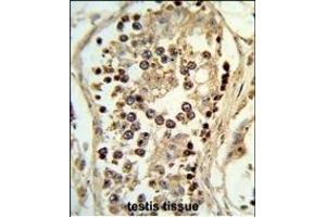 Formalin-fixed and paraffin-embedded human testis tissue reacted with ABHD12 Antibody (N-term), which was peroxidase-conjugated to the secondary antibody, followed by DAB staining.