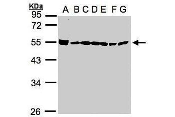 BAT1 antibody  (Center)