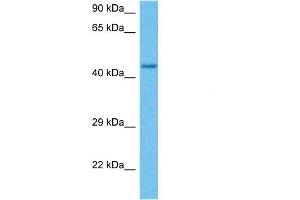 Host:  Mouse  Target Name:  MITF  Sample Tissue:  Mouse Pancreas  Antibody Dilution:  1ug/ml (MITF antibody  (N-Term))