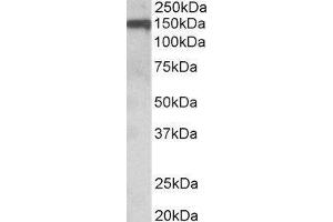 Western Blotting (WB) image for Oligodendrocyte Myelin Glycoprotein (OMG) peptide (ABIN369390) (Oligodendrocyte Myelin Glycoprotein (OMG) Peptide)