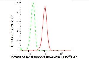 Flow cytometric analysis of Intraflagellar transport 88 expression in HeLa cells using Intraflagellar transport 88 antibody (ABIN7799119), 1:2,000).