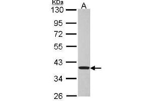 WB Image Sample (30 ug of whole cell lysate) A: Hela 10% SDS PAGE antibody diluted at 1:5000 (TSSC1 antibody  (Center))