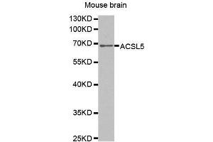 Western Blotting (WB) image for anti-Acyl-CoA Synthetase Long-Chain Family Member 5 (ACSL5) (AA 500-739) antibody (ABIN1678546) (ACSL5 antibody  (AA 500-739))