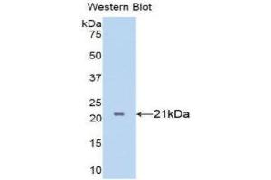 Western Blotting (WB) image for anti-Tumor Necrosis Factor alpha (TNF alpha) (AA 77-232) antibody (ABIN1860786) (TNF alpha antibody  (AA 77-232))