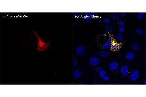Immunofluorescence (IF) image for Chicken anti-Chicken IgY antibody (DyLight 550) (ABIN7273053) (Chicken anti-Chicken IgY Antibody (DyLight 550))