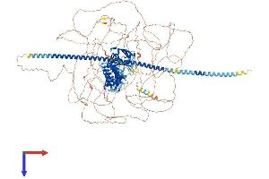 AlphaFold protein structure predicition of Human Recombinant SYCP2 Protein, UniprotID Q9BX26 (SYCP2 Protein (AA 1-1530) (His tag))